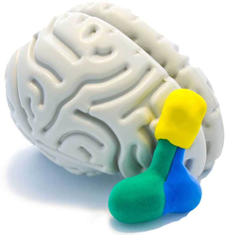 Anatomical models of the brain and the pituitary gland.