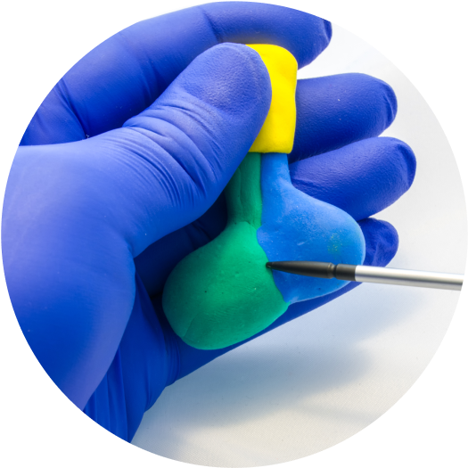 A doctor explains a clay model of pituitary with pointers.