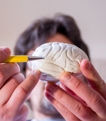 A person is pointing at the brain model with a pencil.