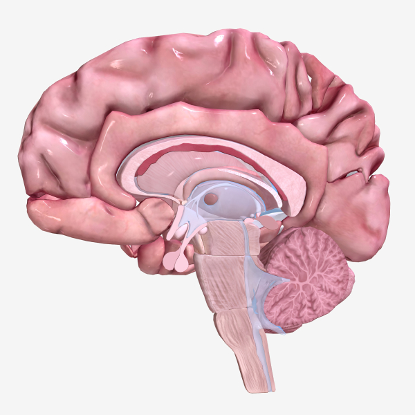 3D view of a human brain anatomy illustrate Pituitary disorders.