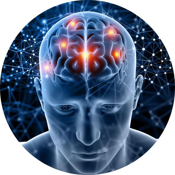 3D visualization of a nerve with a highlighted brain.